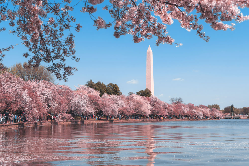 Washington Monument during cherry blossom season.
