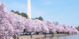 Washington Monument towering over cherry blossoms in full bloom with crowds of people admiring the scenery.